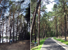 Lesopark Ostende - Bolevecké rybníky