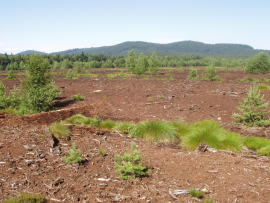 Revitalizace ra�elini�t� - stav v roce 2004