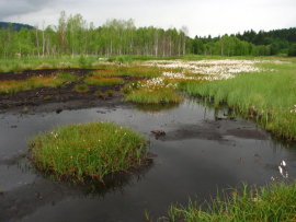 Revitalizace ra�elini�t� - stav v roce 2009 - zar�st�n� ost�icemi a suchop�rem