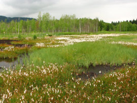 Revitalizace ra�elini�t�