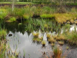 Revitalizace ra�elini�t� - stav v roce 2009 - zar�st�n� ost�icemi a suchop�rem