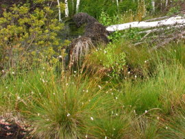 Revitalizace ra�elini�t� - odum�r�n� b��z - blokov�n� sukcese d�evin po zatopen�