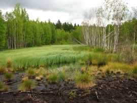 Revitalizace ra�elini�t� - odum�r�n� b��z - blokov�n� sukcese d�evin po zatopen�