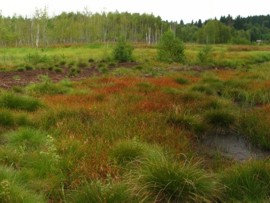 Revitalizace ra�elini�t� - stav v roce 2012 - zapojov�n� porost� suchop�r� a ost�ic