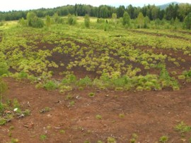 Revitalizace ra�elini�t� - stav v roce 2012 - centr�ln� ��st revitalizovan�ho ra�elini�t� z vyhl�dkov� v�e