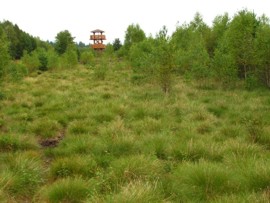 Revitalizace ra�elini�t� - stav v roce 2012 - vyhl�dkov� v�